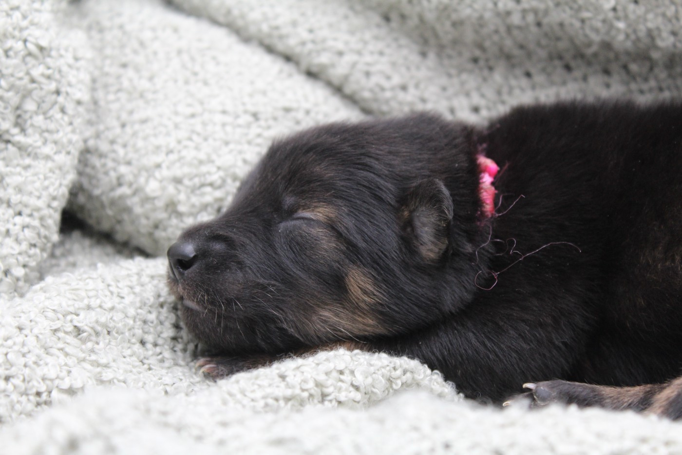 Du Domaine D'Alvheim - Chiots disponibles - Eurasier