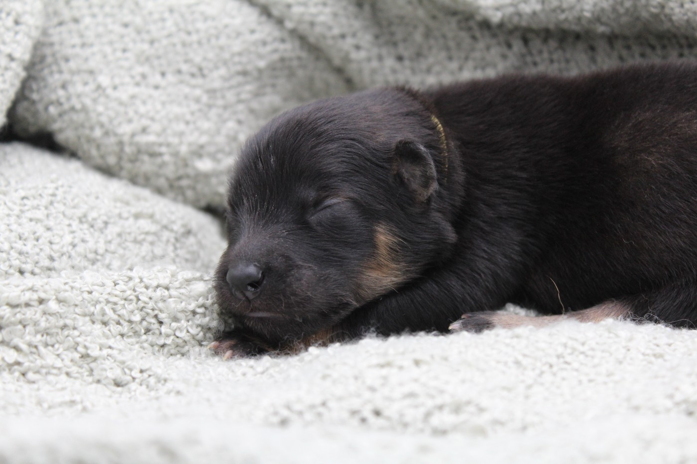 Du Domaine D'Alvheim - Chiots disponibles - Eurasier