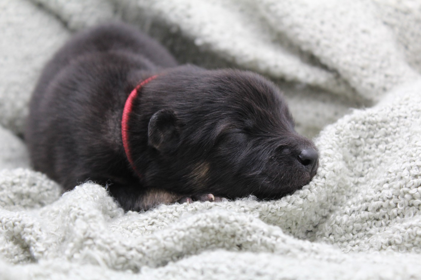 Du Domaine D'Alvheim - Chiots disponibles - Eurasier