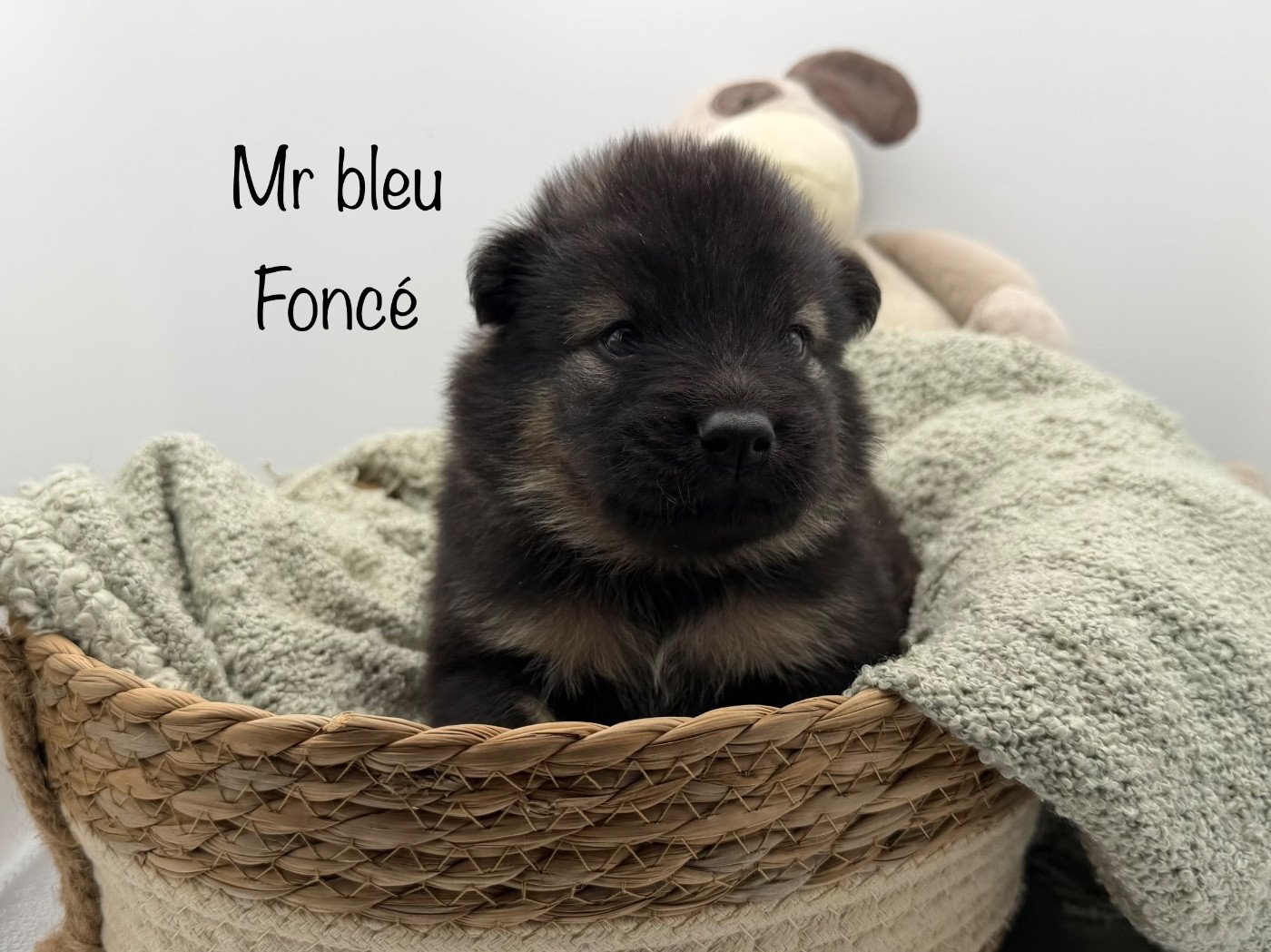 Du Domaine D'Alvheim - Chiots disponibles - Eurasier