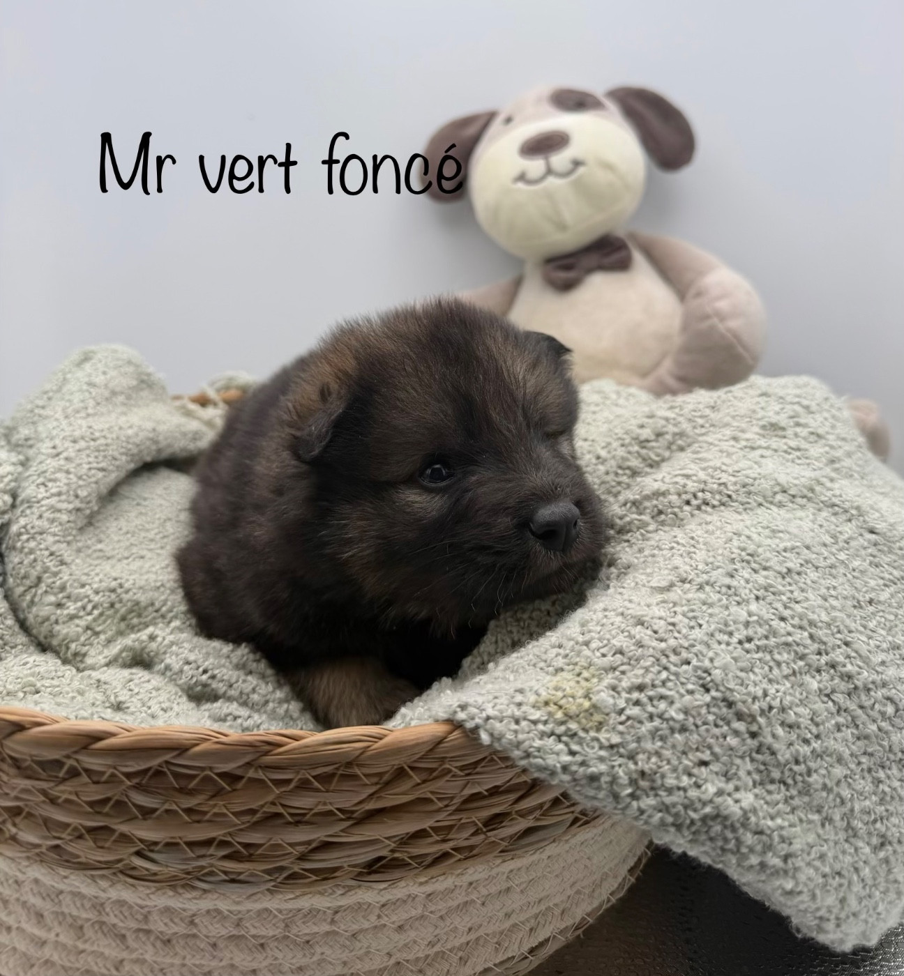Du Domaine D'Alvheim - Chiots disponibles - Eurasier