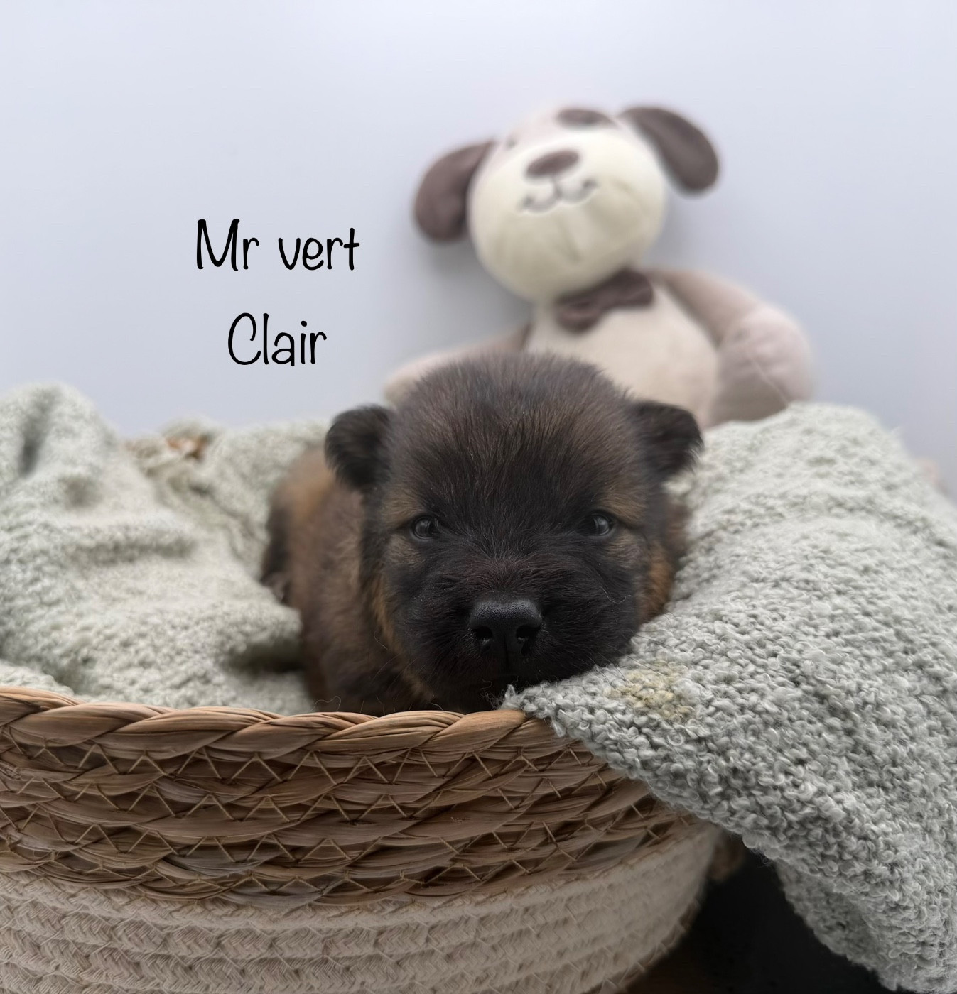 Du Domaine D'Alvheim - Chiots disponibles - Eurasier