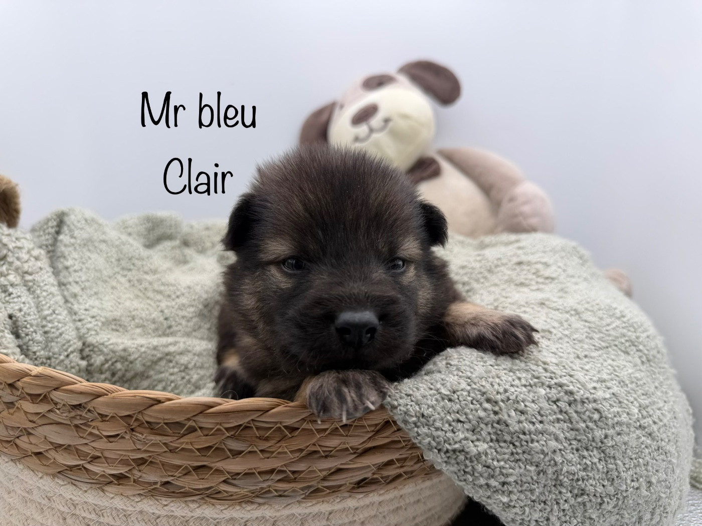 Du Domaine D'Alvheim - Chiots disponibles - Eurasier