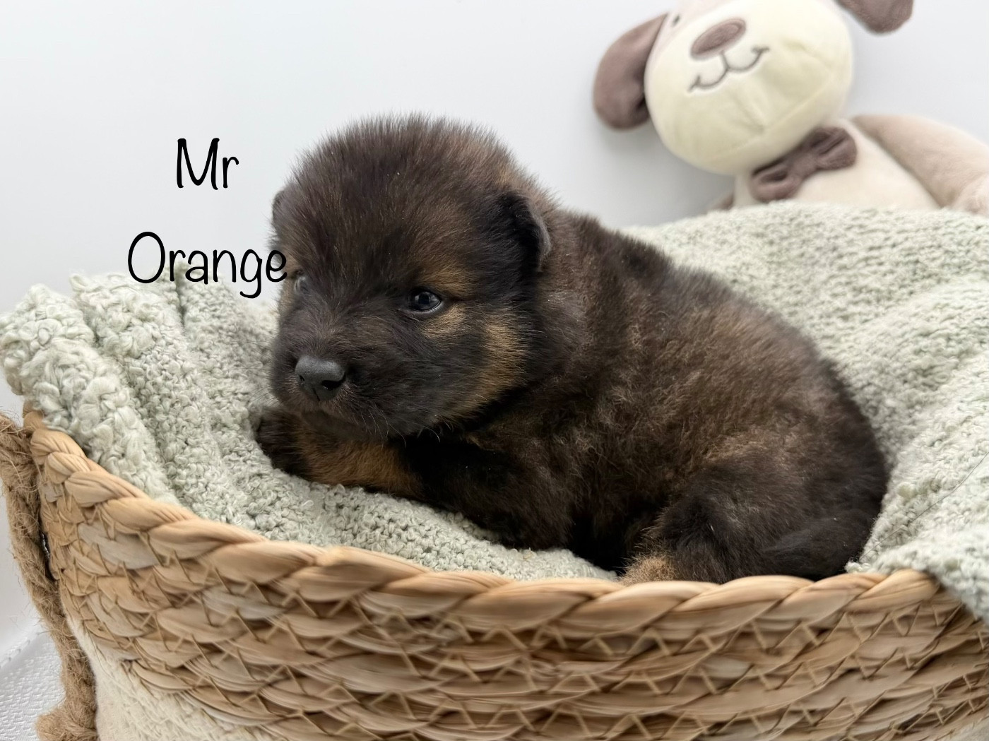 Du Domaine D'Alvheim - Chiots disponibles - Eurasier