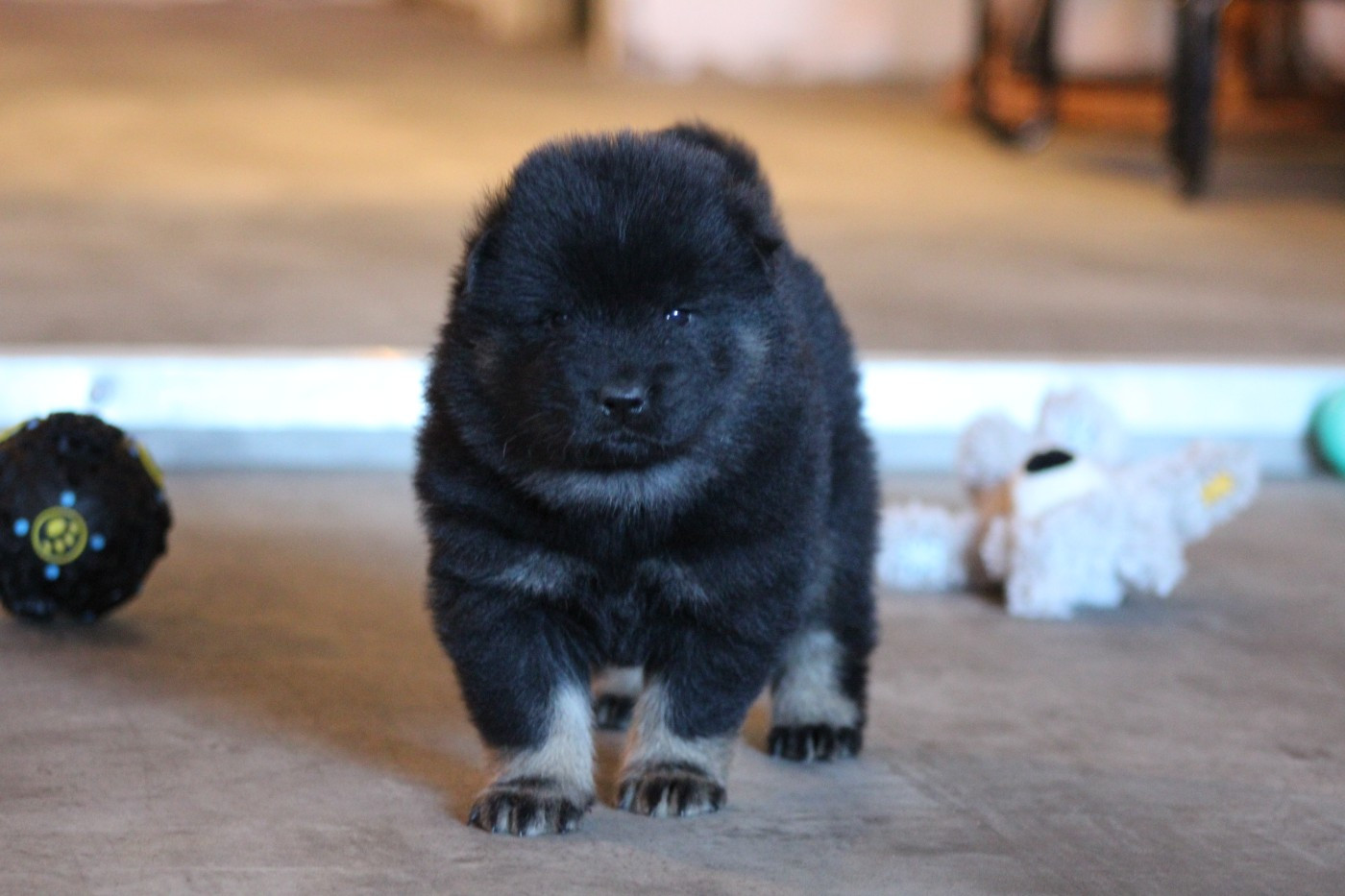 Du Domaine D'Alvheim - Chiots disponibles - Eurasier