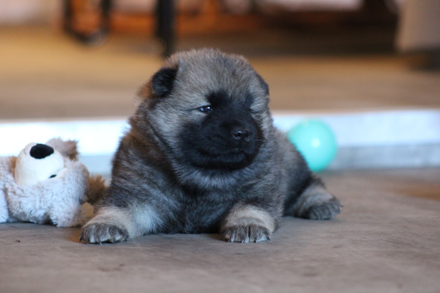 Du Domaine D'Alvheim - Chiots disponibles - Eurasier