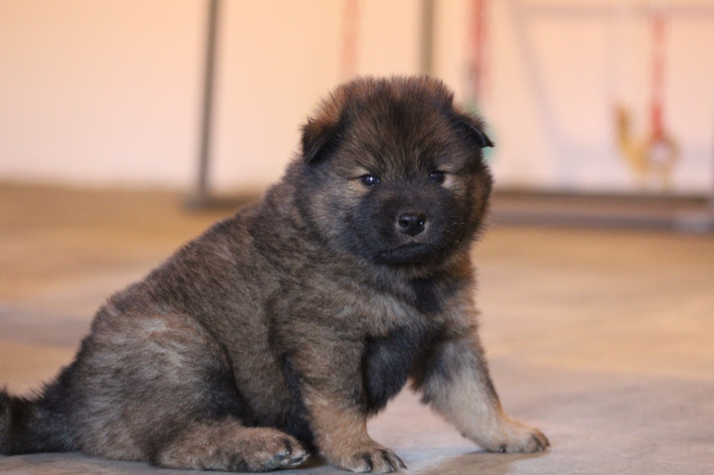Du Domaine D'Alvheim - Chiots disponibles - Eurasier