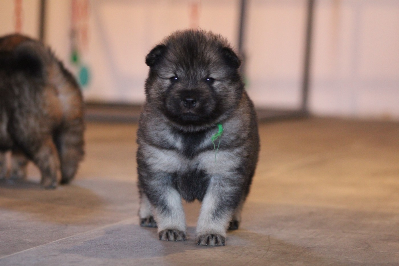 Du Domaine D'Alvheim - Chiots disponibles - Eurasier