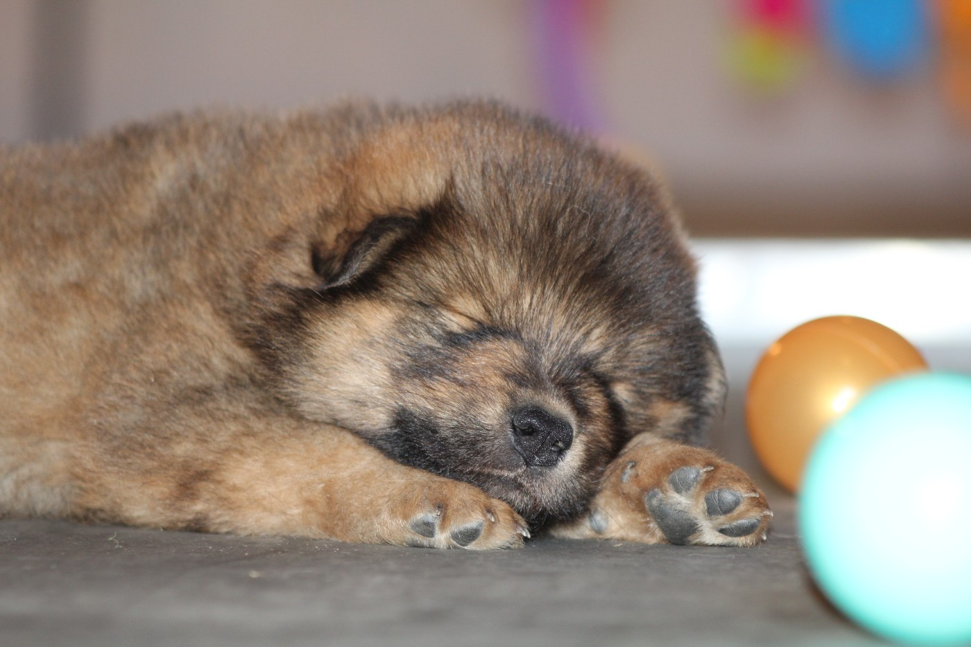 Du Domaine D'Alvheim - Chiots disponibles - Eurasier