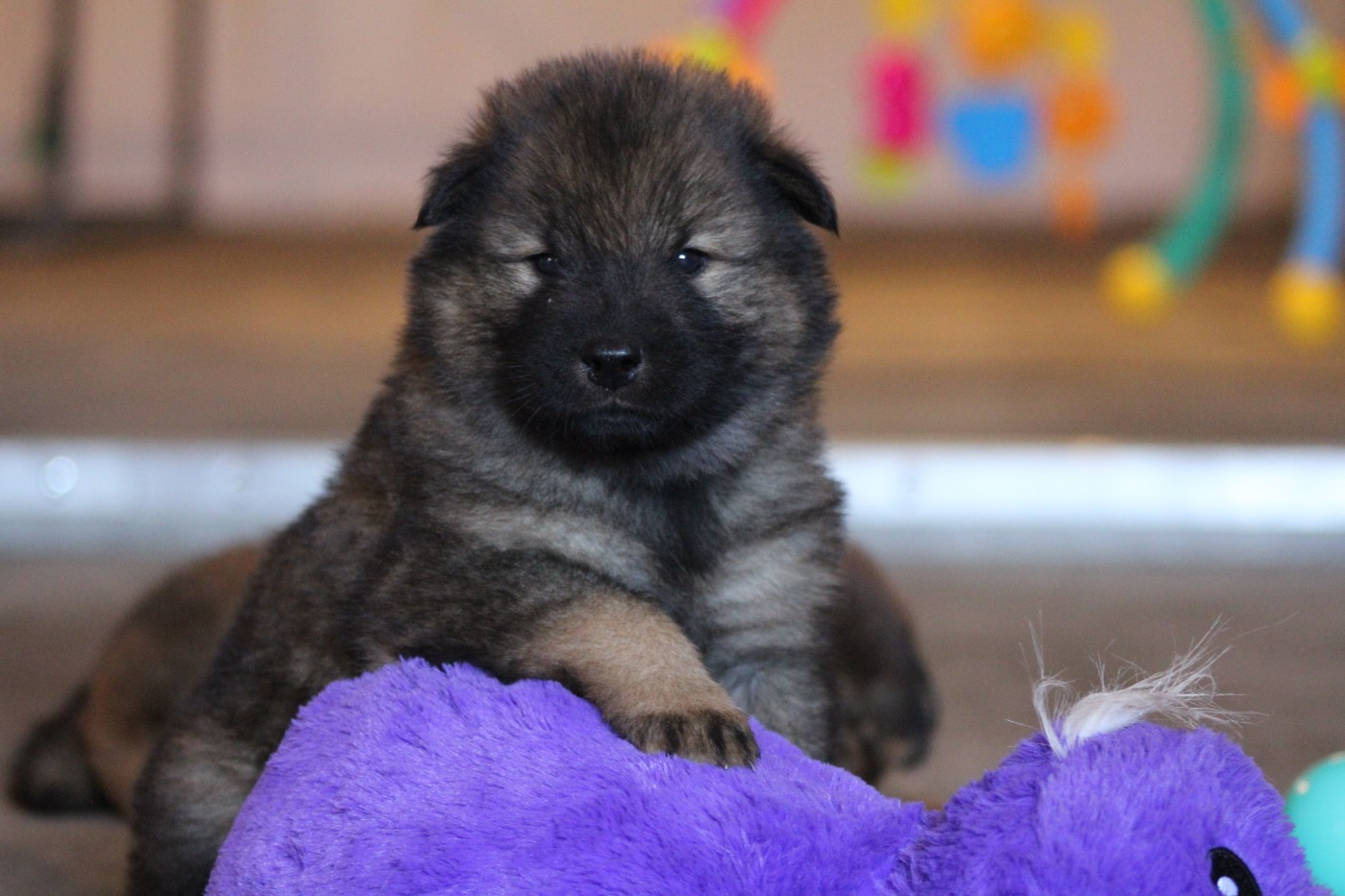 Du Domaine D'Alvheim - Chiots disponibles - Eurasier