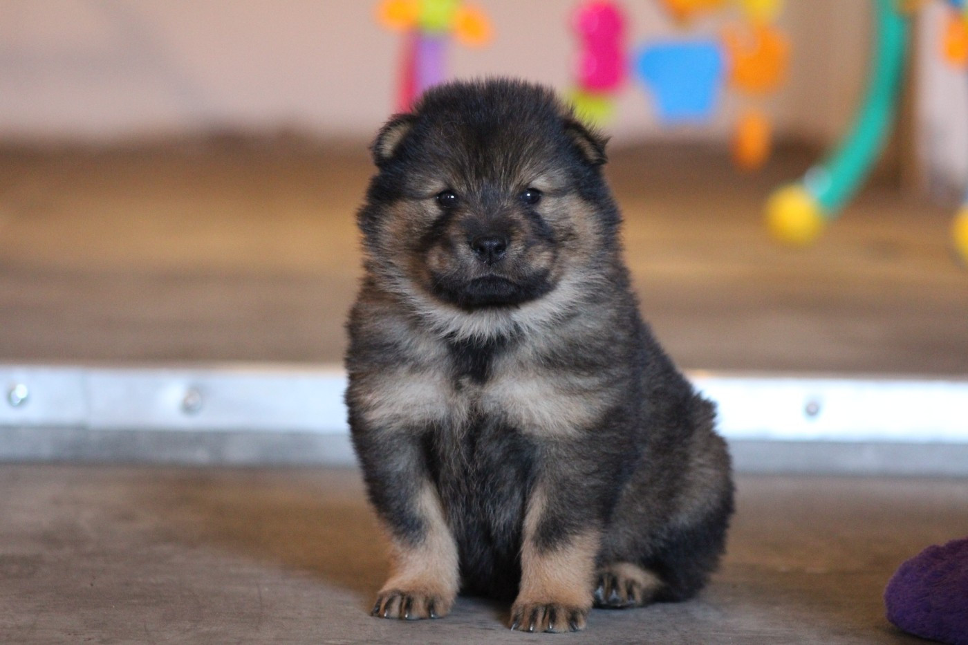 Du Domaine D'Alvheim - Chiots disponibles - Eurasier