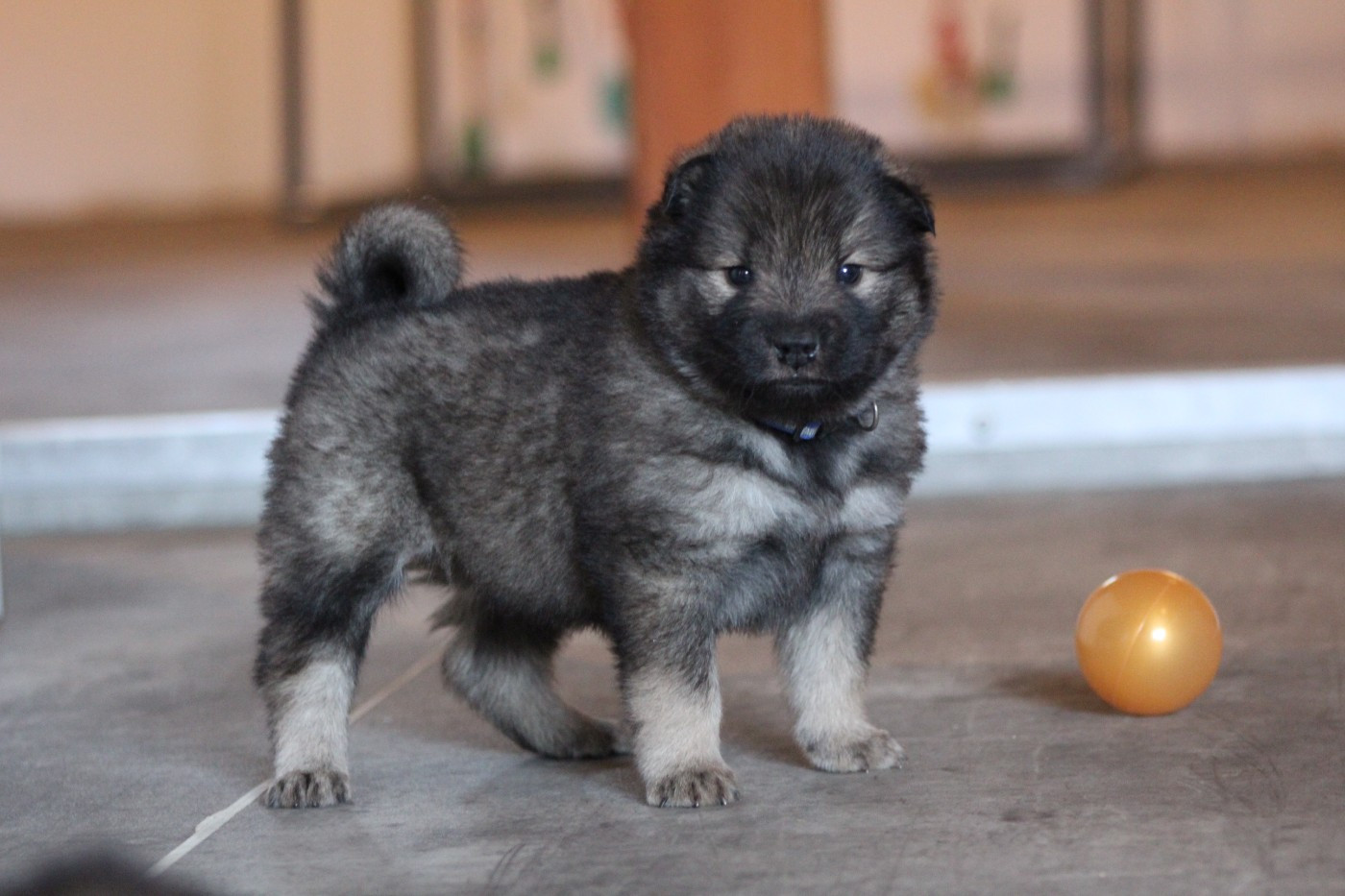 Du Domaine D'Alvheim - Chiots disponibles - Eurasier