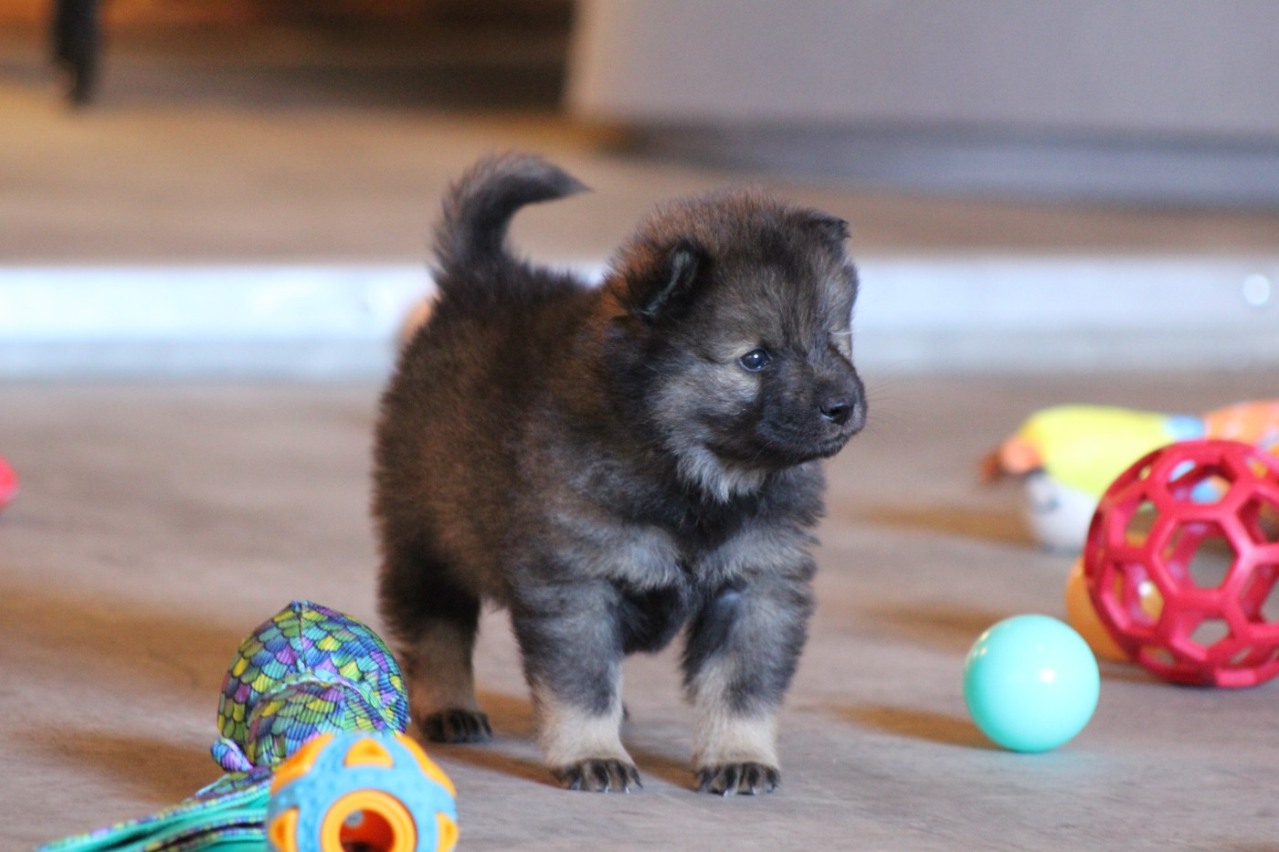 Du Domaine D'Alvheim - Chiots disponibles - Eurasier
