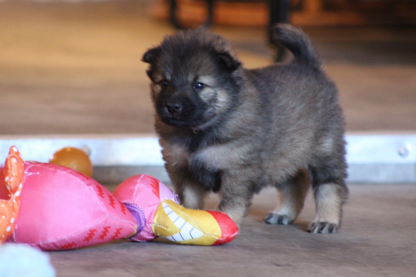 Du Domaine D'Alvheim - Chiots disponibles - Eurasier