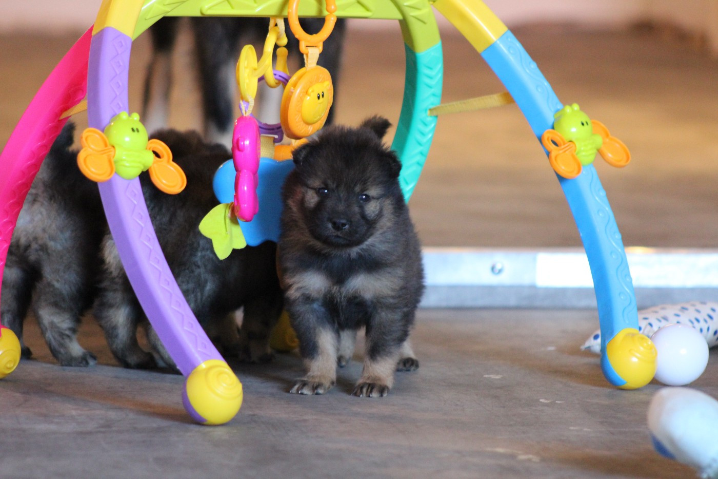 Du Domaine D'Alvheim - Chiots disponibles - Eurasier