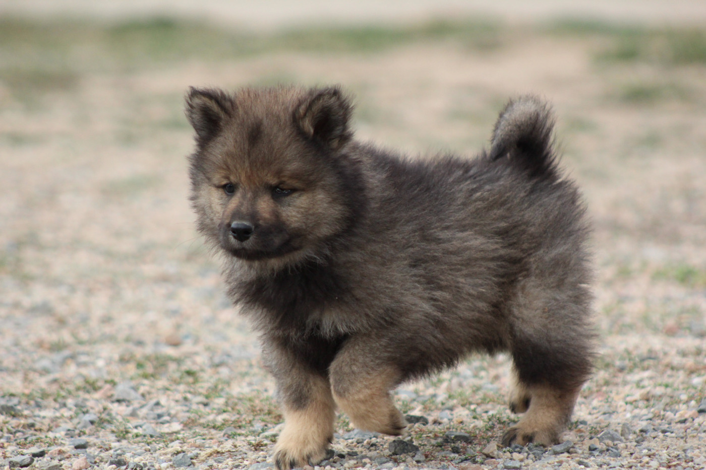 Du Domaine D'Alvheim - Chiots disponibles - Eurasier