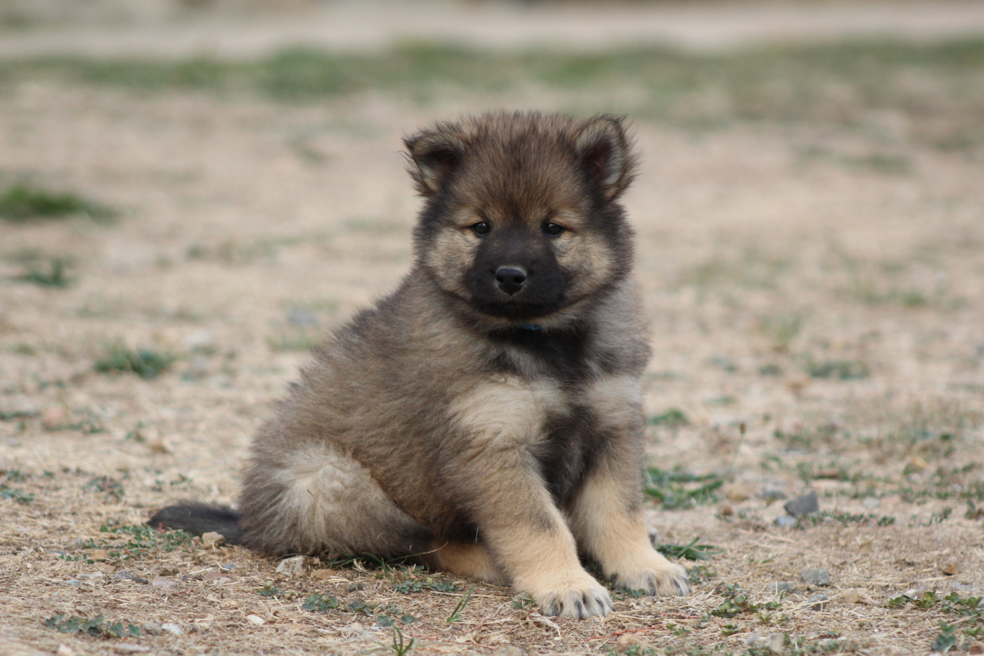 Du Domaine D'Alvheim - Chiots disponibles - Eurasier