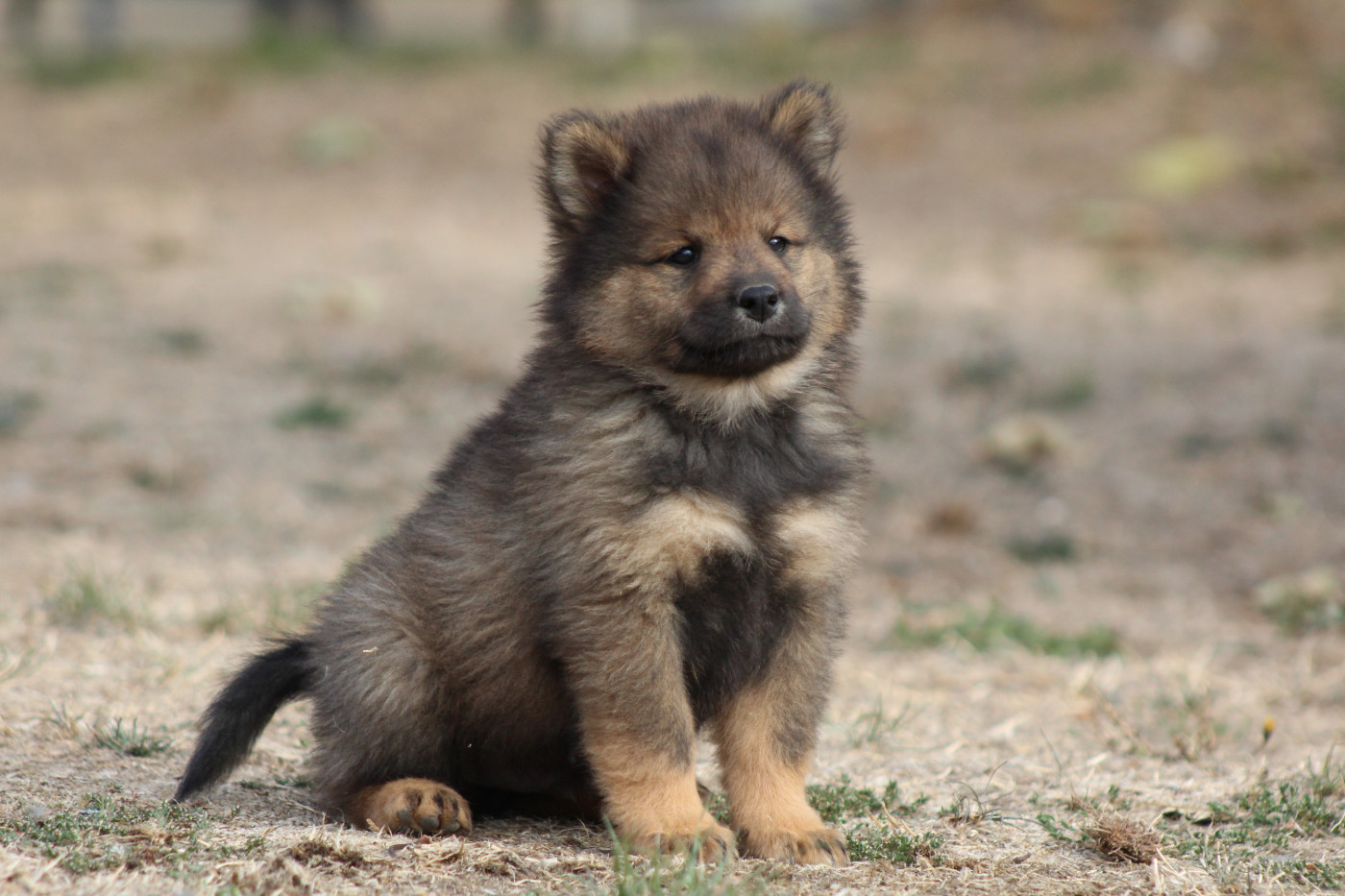 Du Domaine D'Alvheim - Chiots disponibles - Eurasier