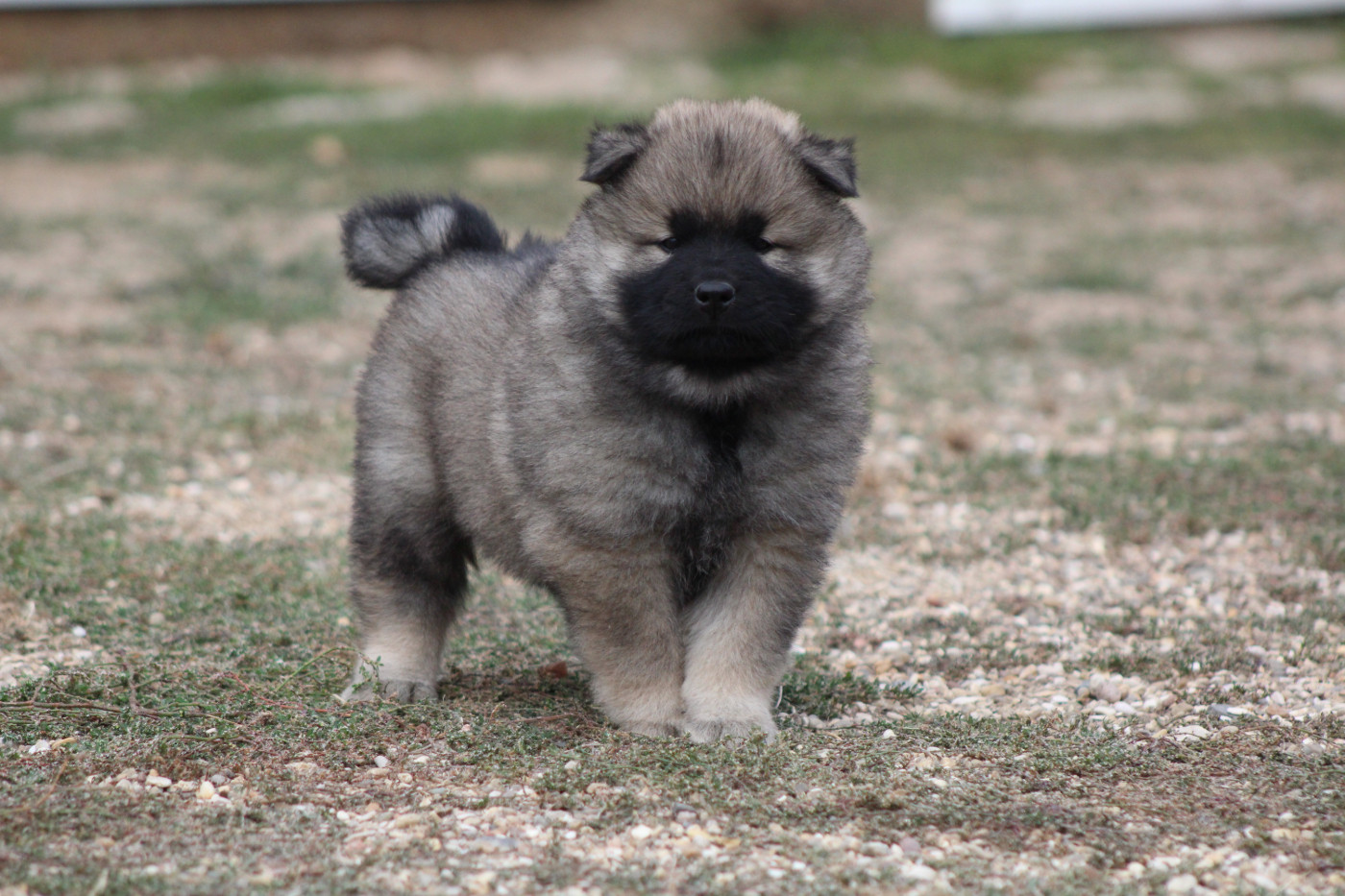 Du Domaine D'Alvheim - Chiots disponibles - Eurasier
