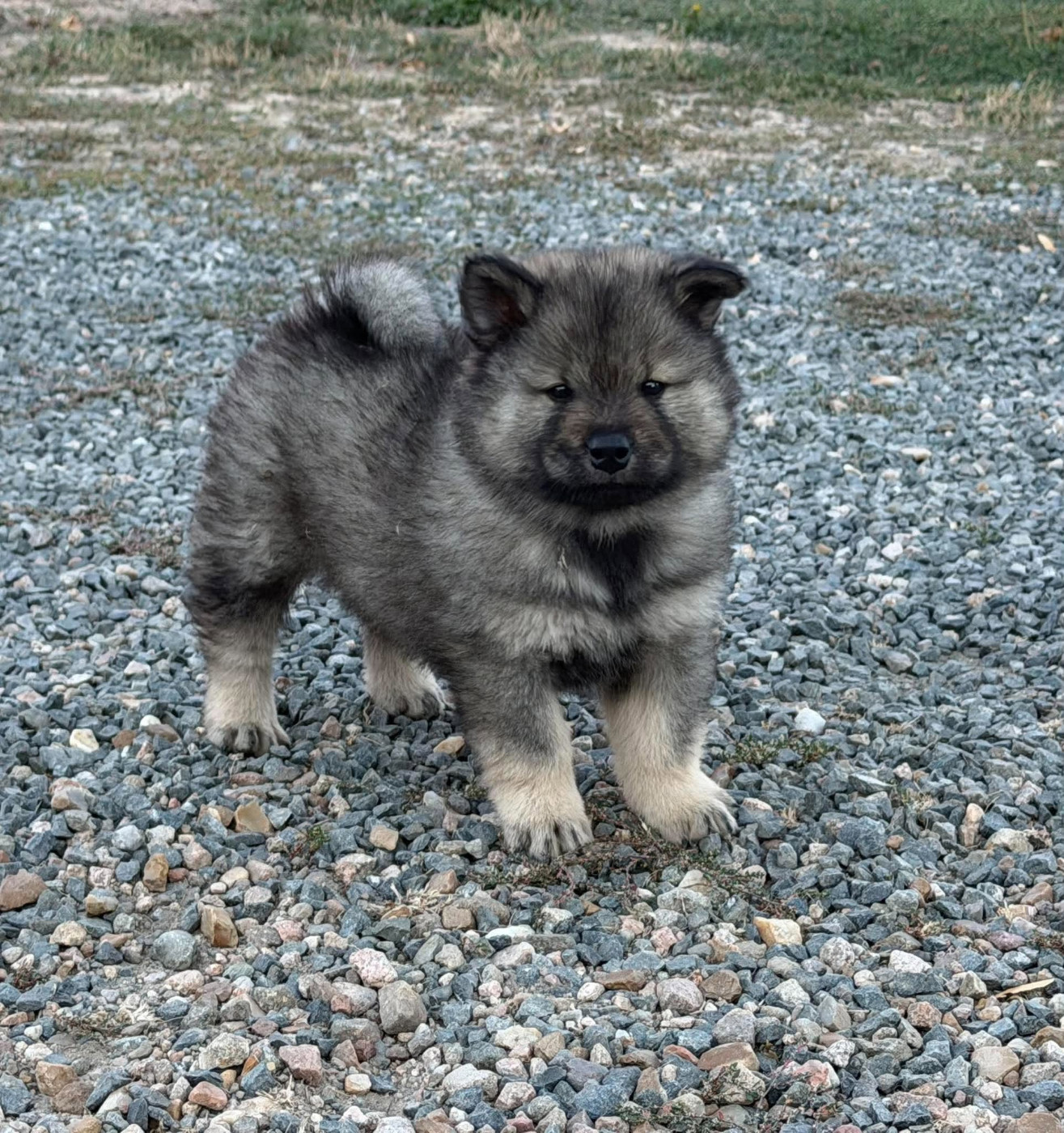 Du Domaine D'Alvheim - Chiots disponibles - Eurasier