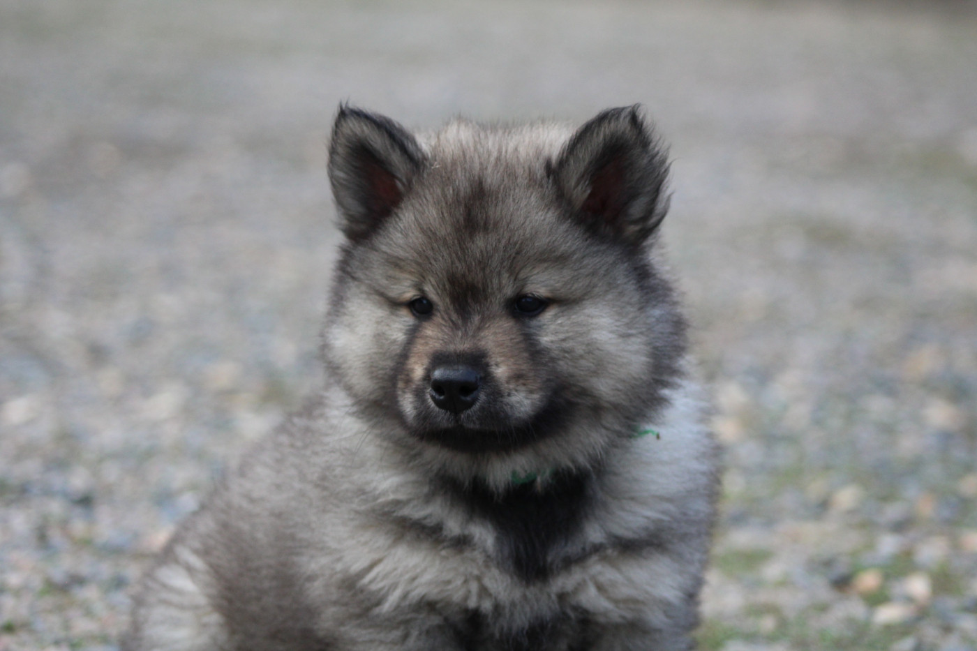 Du Domaine D'Alvheim - Chiots disponibles - Eurasier