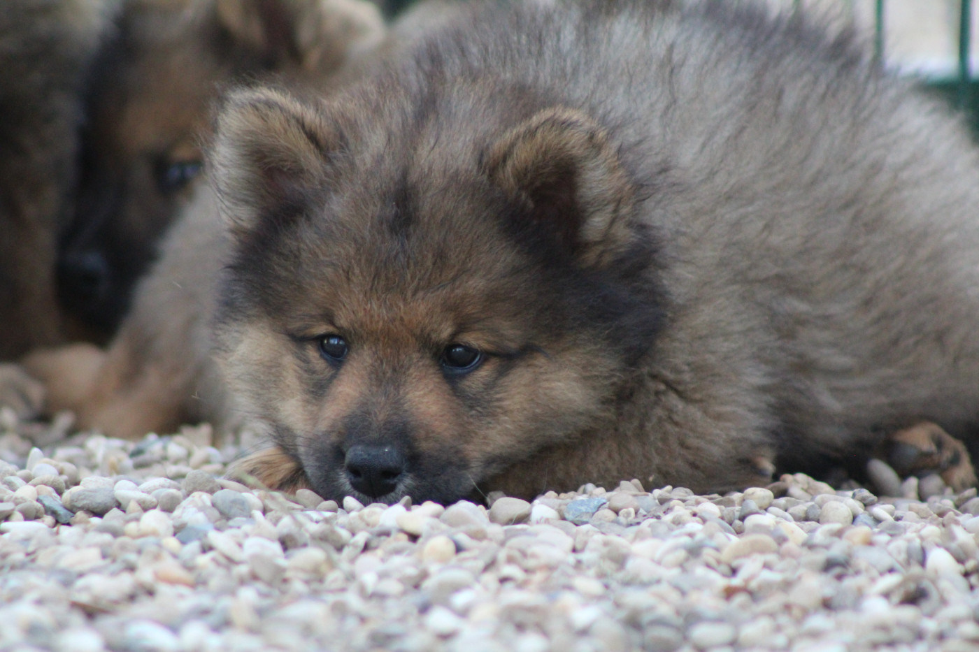 Du Domaine D'Alvheim - Chiots disponibles - Eurasier