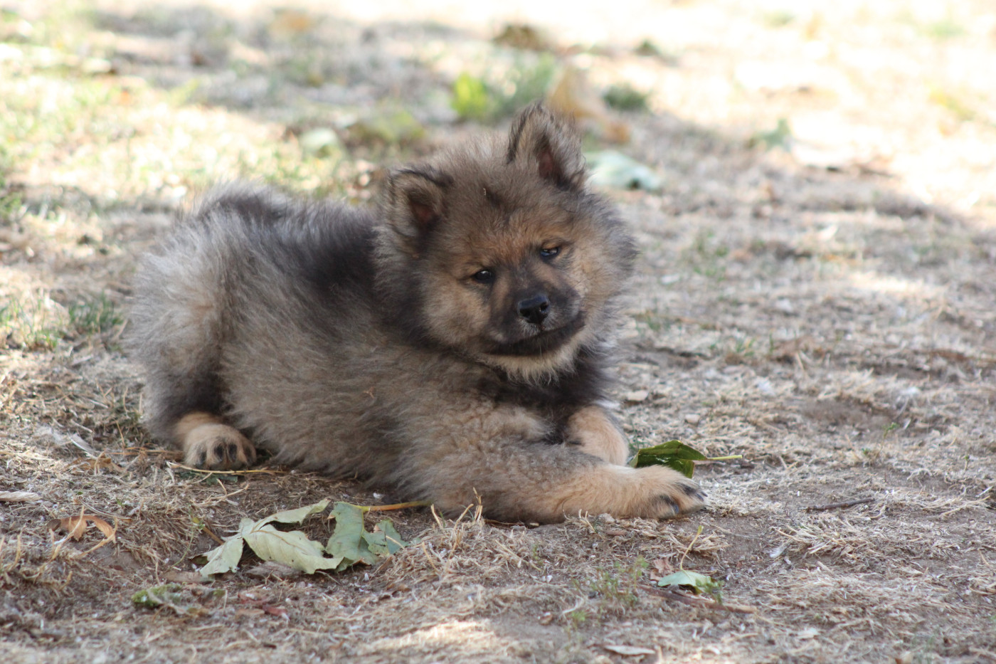 Du Domaine D'Alvheim - Chiots disponibles - Eurasier