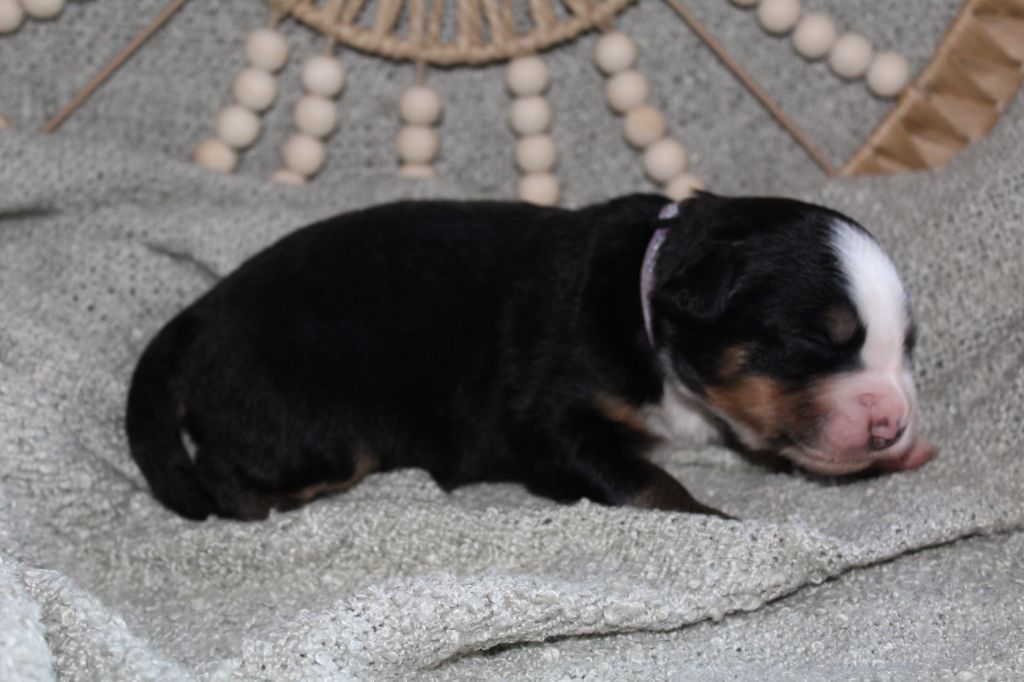 Du Domaine D'Alvheim - Chiots disponibles - Bouvier Bernois