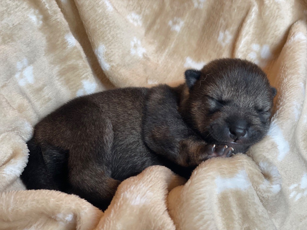 Du Domaine D'Alvheim - Chiots disponibles - Shiba