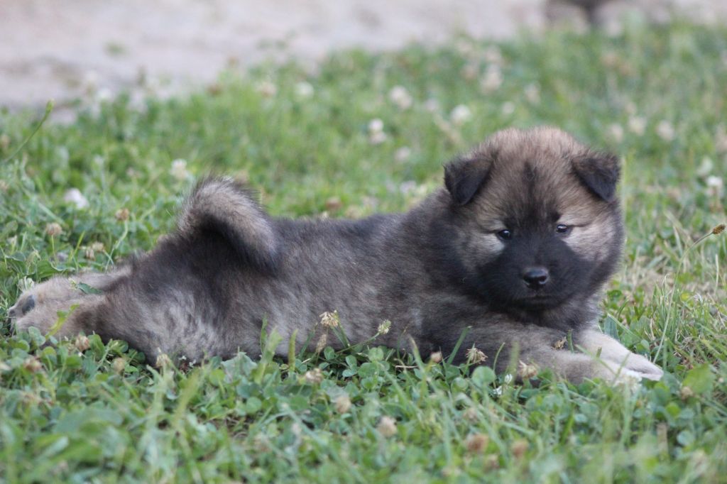 Du Domaine D'Alvheim - Chiots disponibles - Eurasier