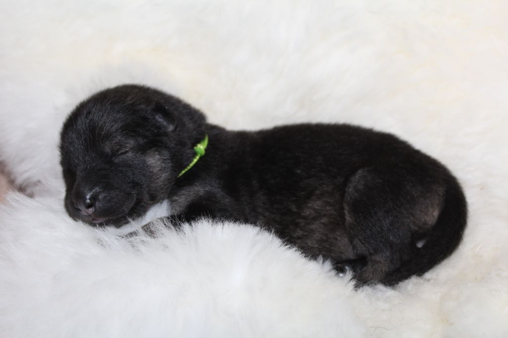 Du Domaine D'Alvheim - Chiots disponibles - Eurasier