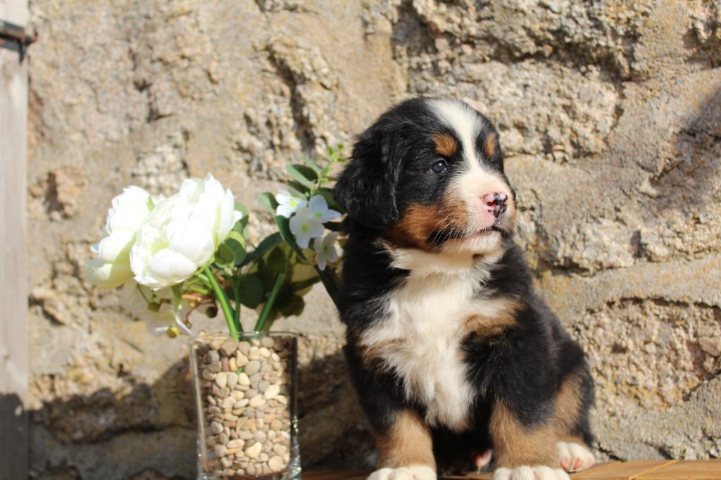 Du Domaine D'Alvheim - Chiots disponibles - Bouvier Bernois