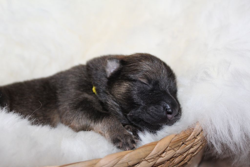 Du Domaine D'Alvheim - Chiots disponibles - Eurasier