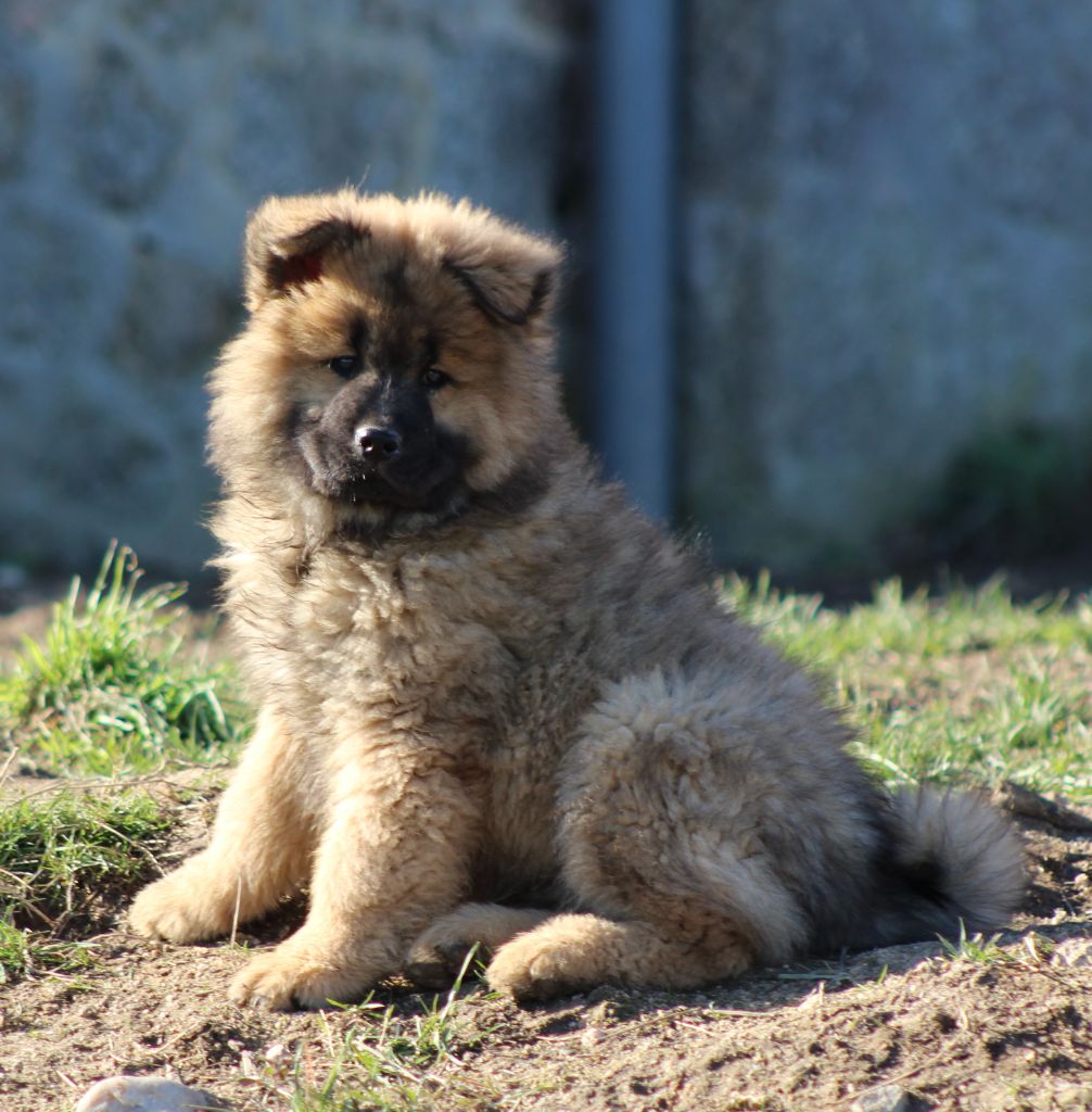 Du Domaine D'Alvheim - Chiots disponibles - Eurasier