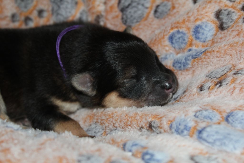 Du Domaine D'Alvheim - Chiots disponibles - Eurasier