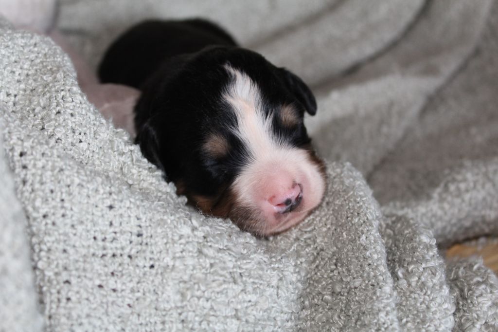 Du Domaine D'Alvheim - Chiots disponibles - Bouvier Bernois