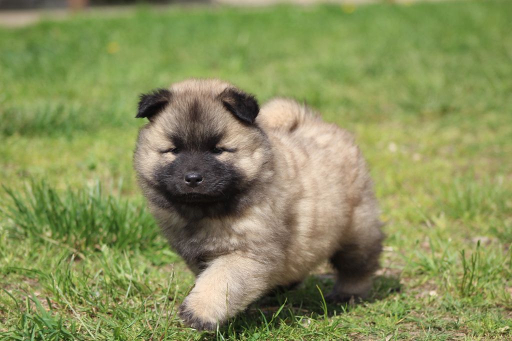 Du Domaine D'Alvheim - Chiots disponibles - Eurasier