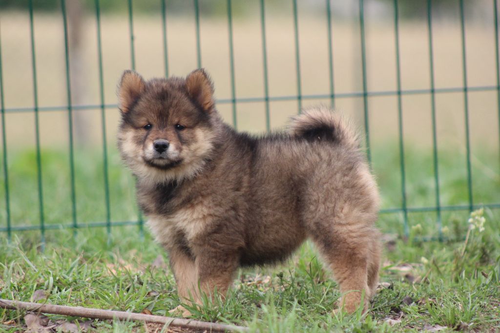 Du Domaine D'Alvheim - Chiots disponibles - Eurasier