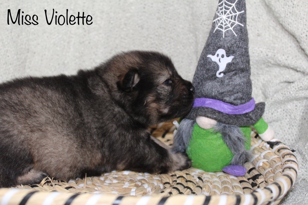 Du Domaine D'Alvheim - Chiots disponibles - Eurasier