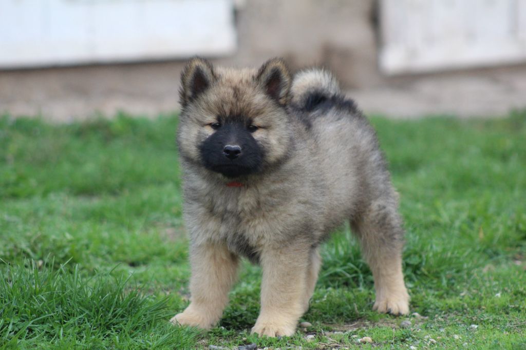 Du Domaine D'Alvheim - Chiots disponibles - Eurasier
