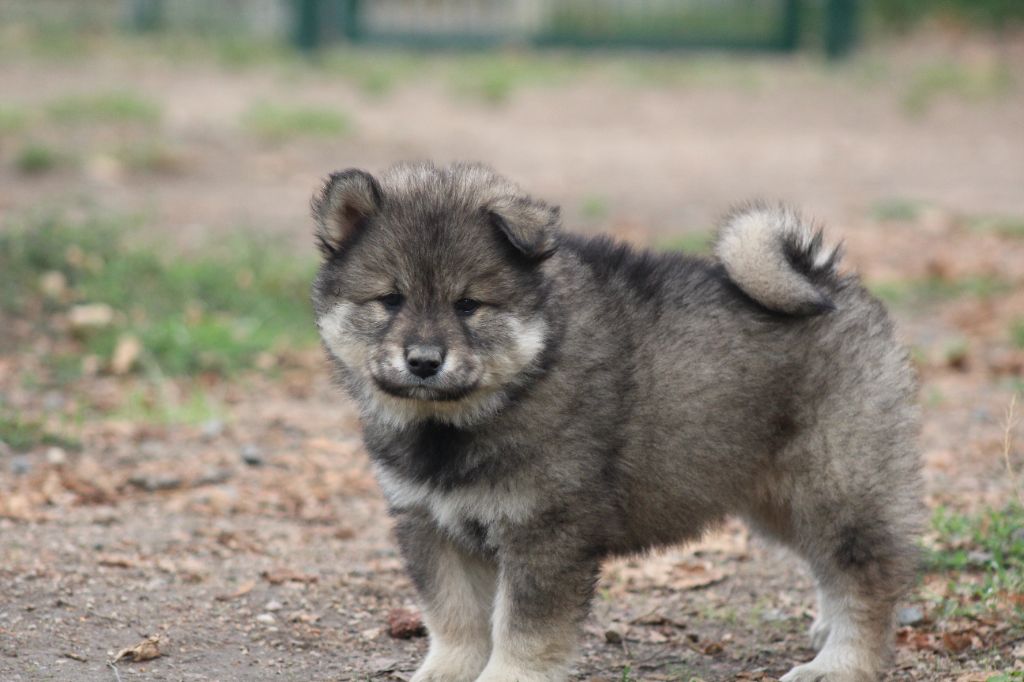 Du Domaine D'Alvheim - Chiots disponibles - Eurasier