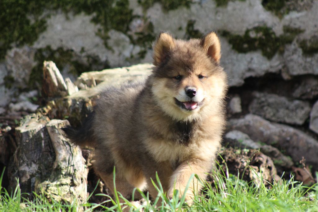 Du Domaine D'Alvheim - Chiots disponibles - Eurasier