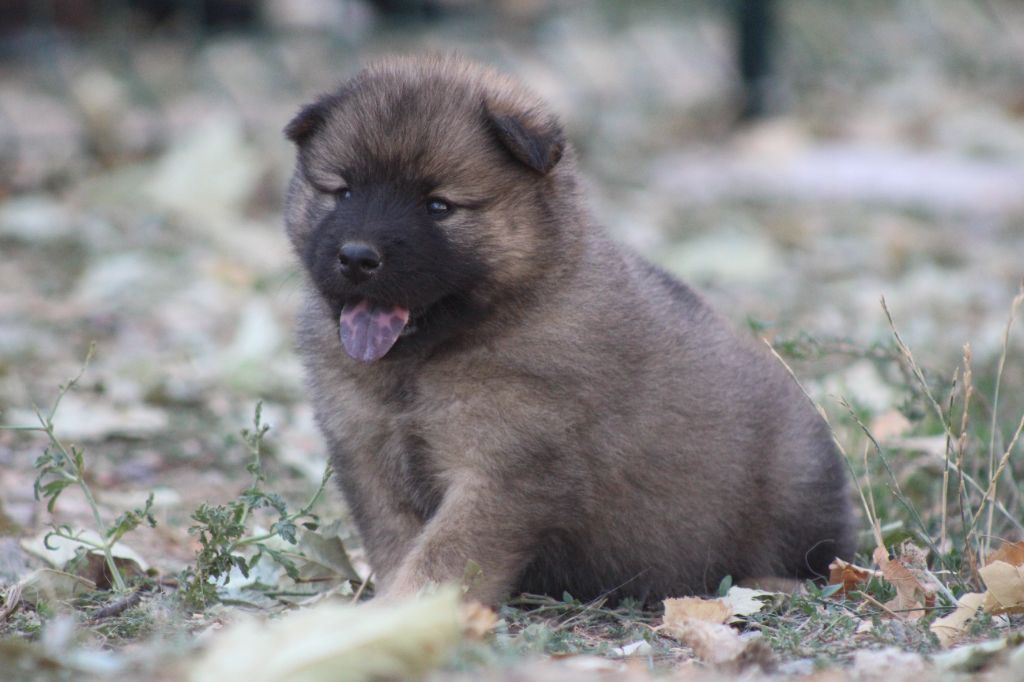 Du Domaine D'Alvheim - Chiots disponibles - Eurasier