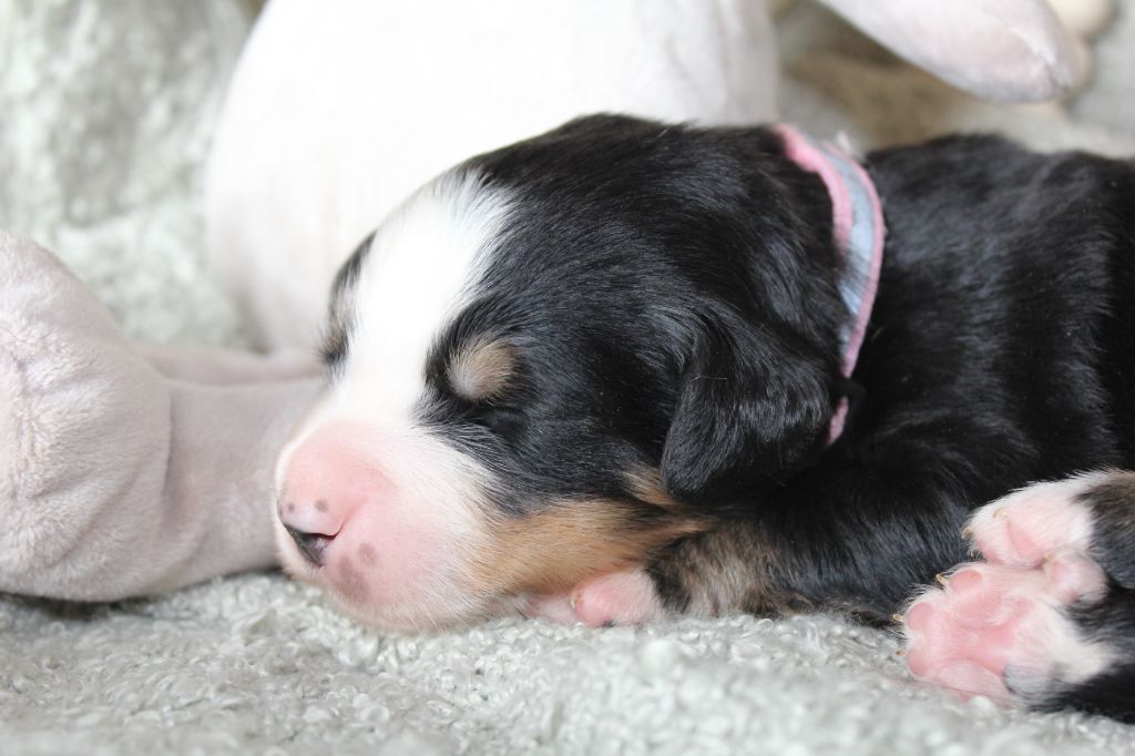 Du Domaine D'Alvheim - Chiots disponibles - Bouvier Bernois