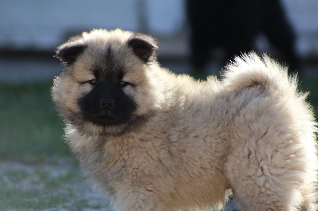 Du Domaine D'Alvheim - Chiots disponibles - Eurasier