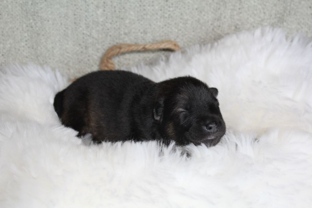 Du Domaine D'Alvheim - Chiots disponibles - Eurasier