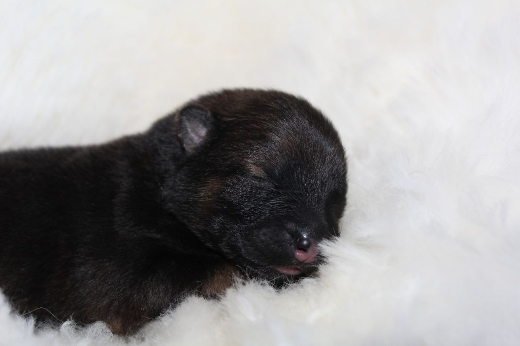 Du Domaine D'Alvheim - Chiots disponibles - Eurasier