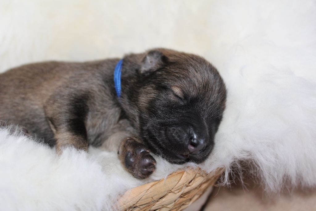 Du Domaine D'Alvheim - Chiots disponibles - Eurasier