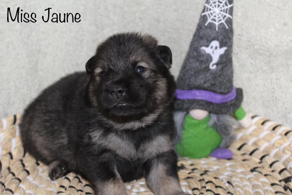 Du Domaine D'Alvheim - Chiots disponibles - Eurasier