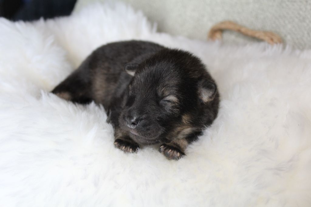 Du Domaine D'Alvheim - Chiots disponibles - Eurasier